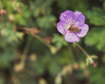 Close-up of pink flowering plant