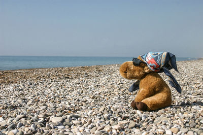 Rear view of horse on sea shore against clear sky