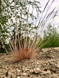 Close-up of dry plants on land