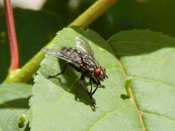 Close-up of insect on leaf