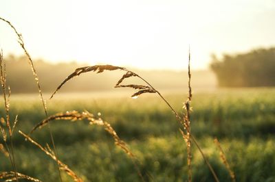 Close-up of fresh plant in field against sky