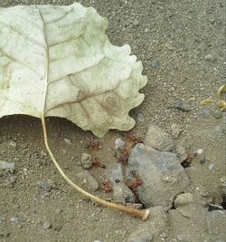 Close-up of leaves on ground