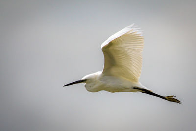 Low angle view of egret flying