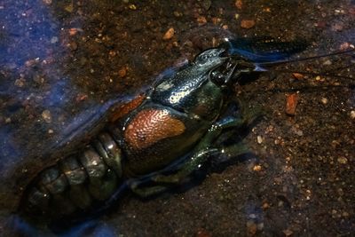 Close-up of crab