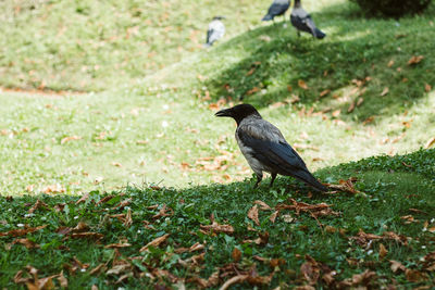 Bird perching on a field