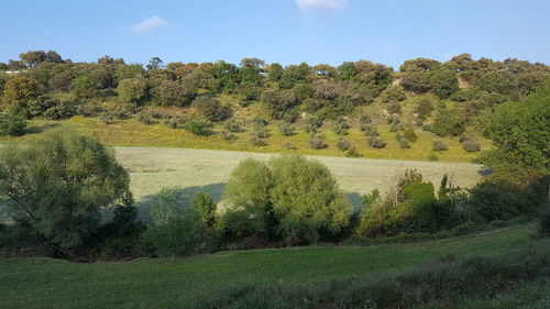 Trees on field against sky