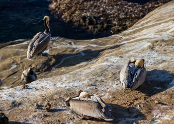 Seagulls perching on rock