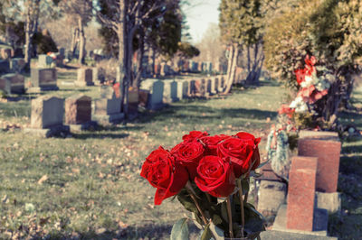 Red roses in cemetery