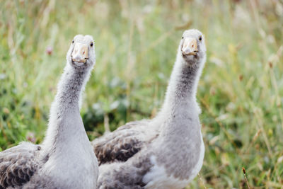 Close-up of duck on field