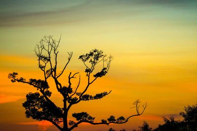 Silhouette tree against dramatic sky during sunset