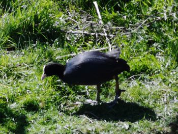 Black bird perching on a field