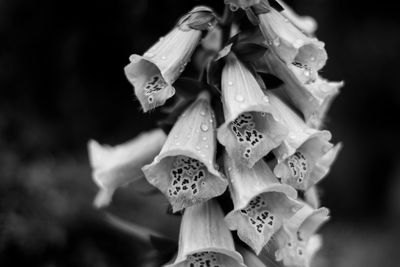 Close-up of flower