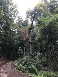 Trees in forest