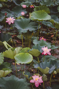 High angle view of flowering plants