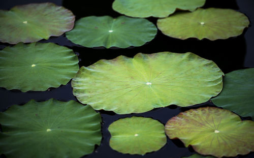 Full frame shot of lotus water lily in pond