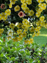 Close-up of yellow flowering plants in park