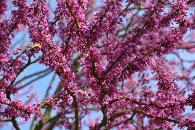 Close-up of flowering tree