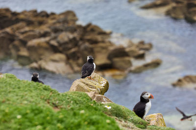 Puffin standing on a rock cliff . fratercula arctica