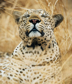 Close-up portrait of a cat