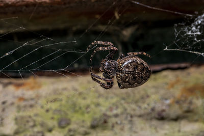 Close-up of spider on web