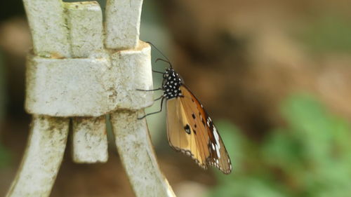 Close-up of butterfly on flower