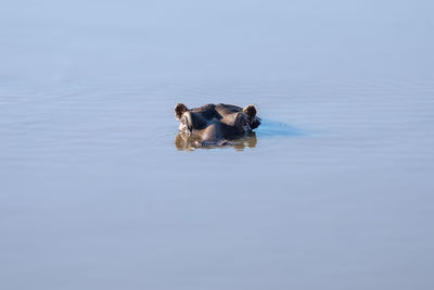 High angle view of dog swimming in lake