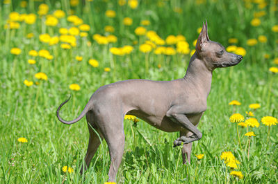 View of an animal on field