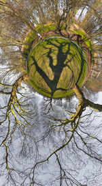 Close-up of bare tree in forest