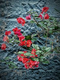 Close-up of red flowers