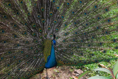 Close-up of peacock