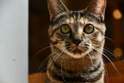 Close-up portrait of a cat