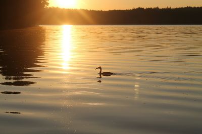 Ducks swimming in lake at sunset