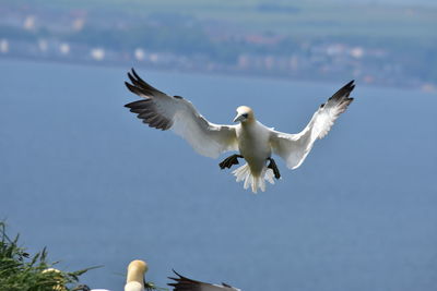 Low angle view of seagulls flying