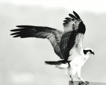 Low angle view of birds flying over white background