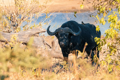 View of an animal on land