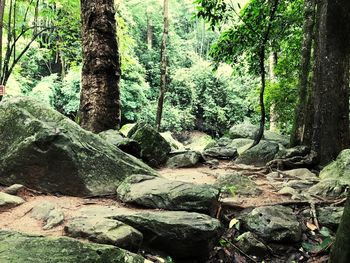 Trees growing in forest