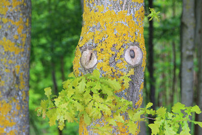 Close-up of yellow leaf on tree trunk