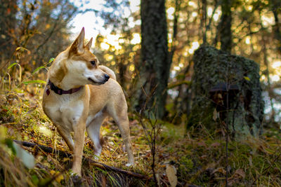 Dog looking away in forest