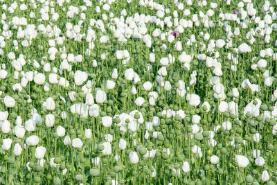 White flowering plants on field