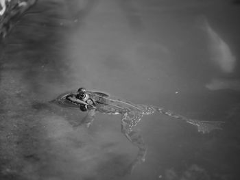 High angle view of turtle in lake