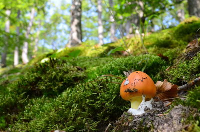 Mushroom growing at forest