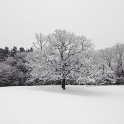 Bare trees on landscape against clear sky