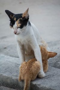 Cat feeding kitten on footpath