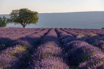 View of flowering plants on field against sky