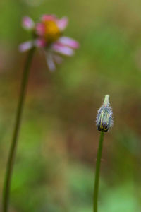 Close-up of purple flowering plant on field