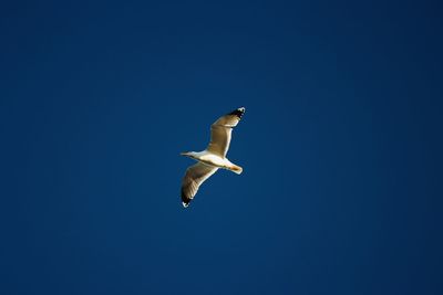 Low angle view of seagull flying in sky