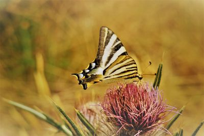 Close-up of butterfly pollinating on flower