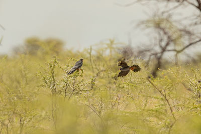 Birds flying over a field