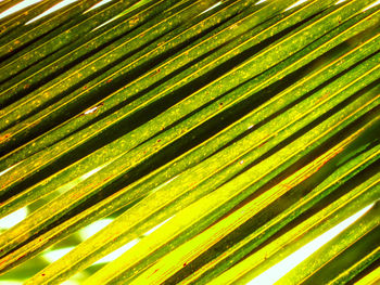 Close-up of palm leaves