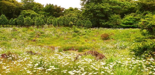 Plants growing on field by lake